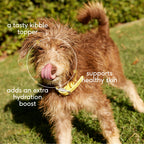 Beef Bone Broth Powder for Dogs product image 3
