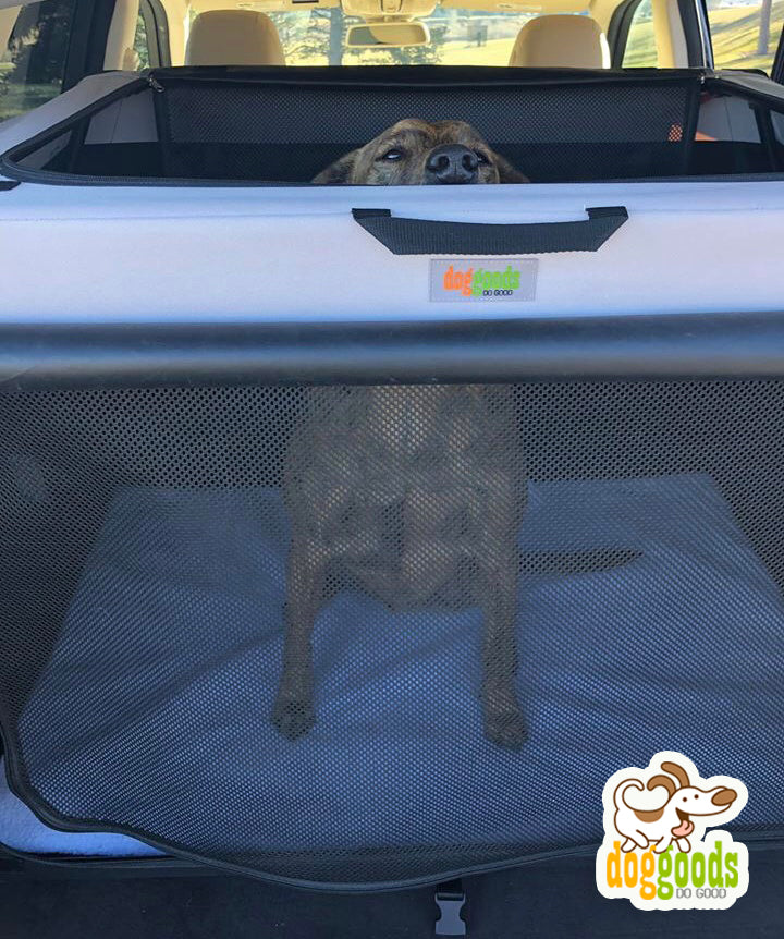 Dog inside a DogGoods foldable crate placed in the back of a car. The crate features mesh ventilation and a soft fleece mat for comfort during travel.