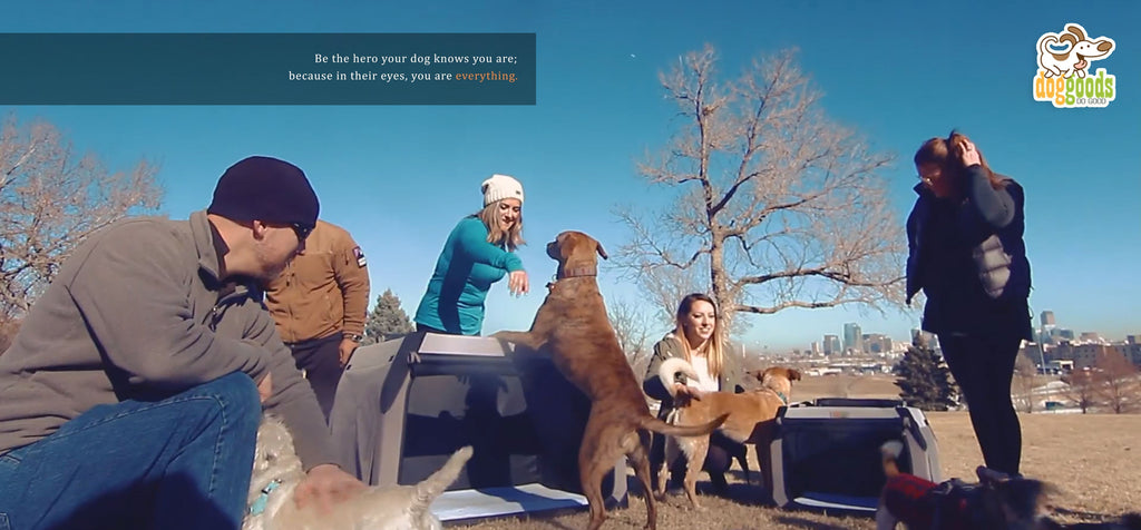 Group of people enjoying the outdoors with their dogs and DogGoods foldable crates. Happy pets and owners interact in a scenic park setting with a city skyline in the background.