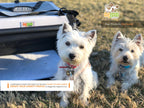 Two white terrier dogs standing on grass in front of a DogGoods foldable travel crate. The crate is open, showing a soft fleece mat inside. A banner at the bottom highlights that a portion of every sale goes to a dog charity of the customer's choice. The DogGoods logo and tagline, "Dog Products For Good," are displayed in the top right corner.