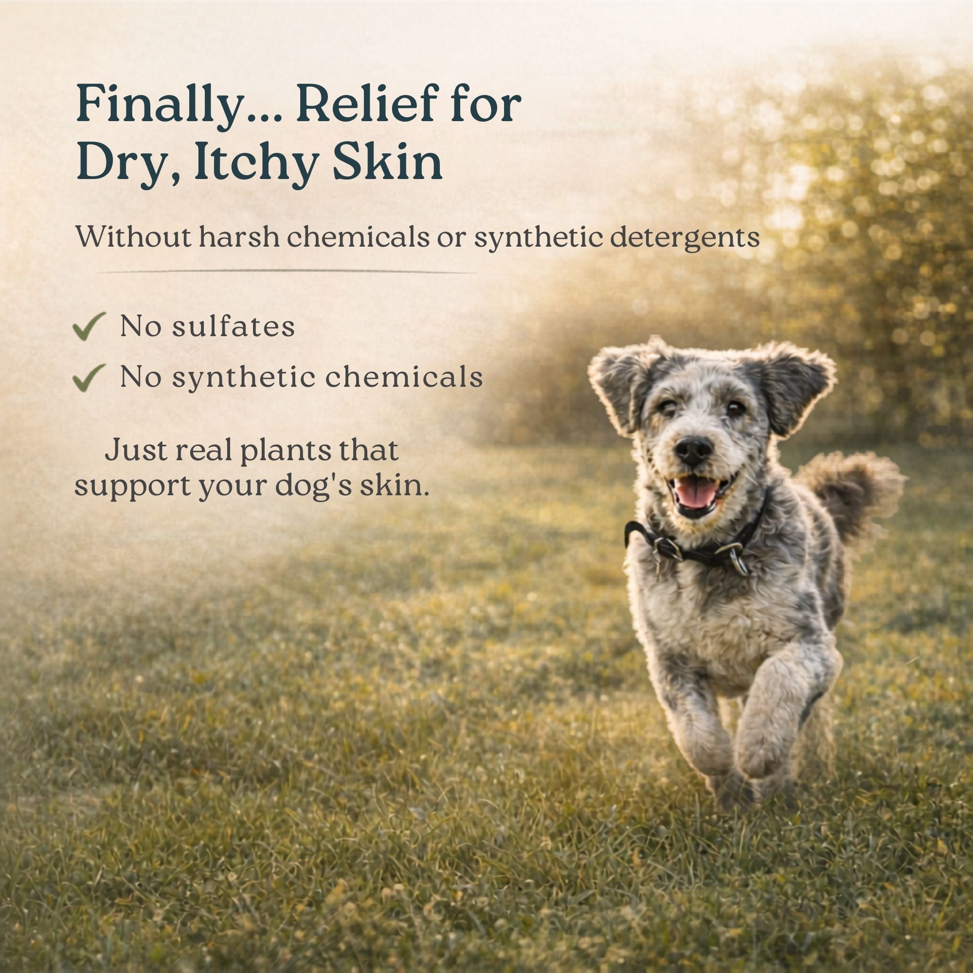 Organic Lemongrass and Hemp Dog Shampoo product image 2