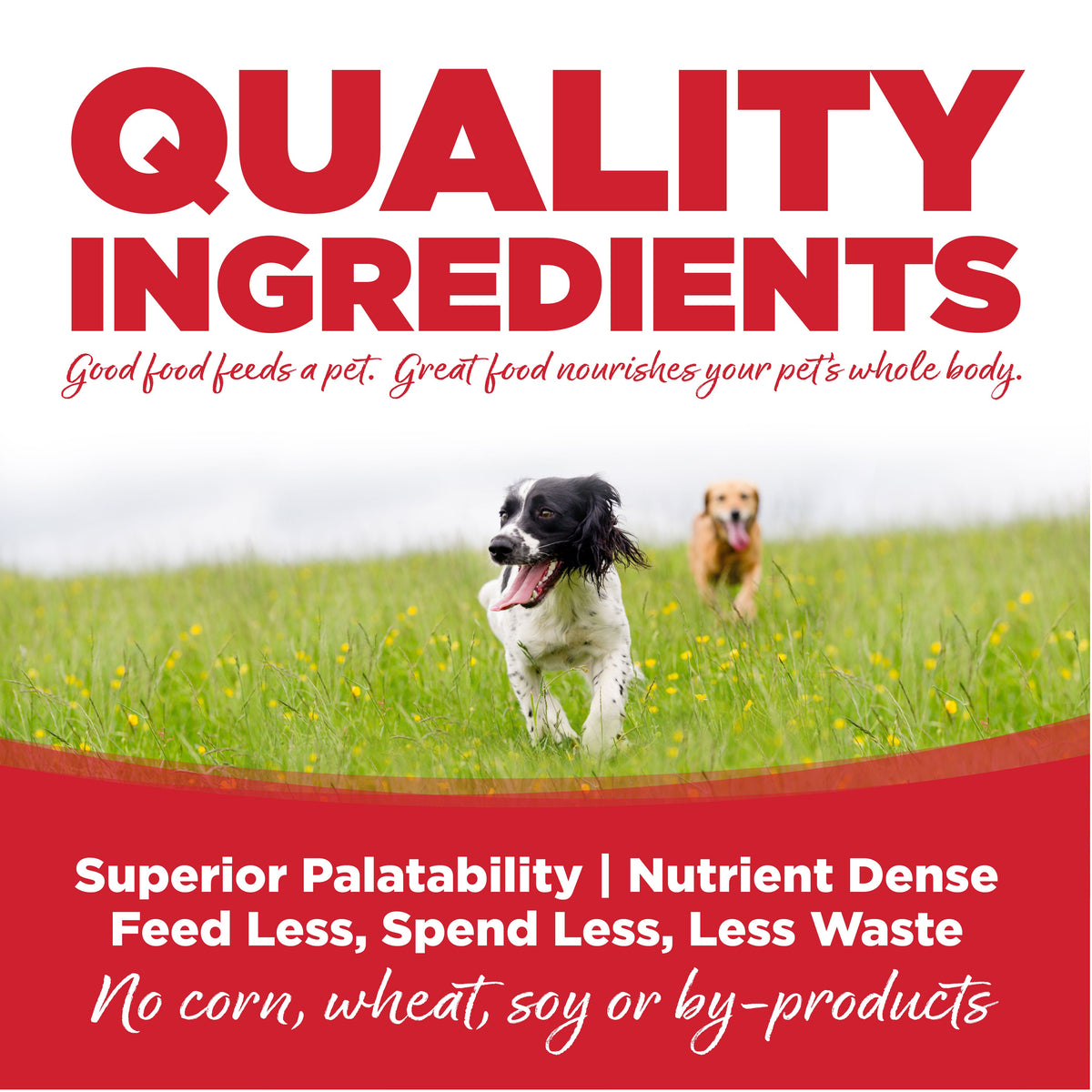Large Breed Dog Food product image 7