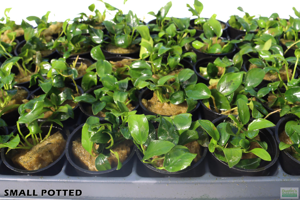 Live Anubias Nana Petite Aquarium Plant product image 57