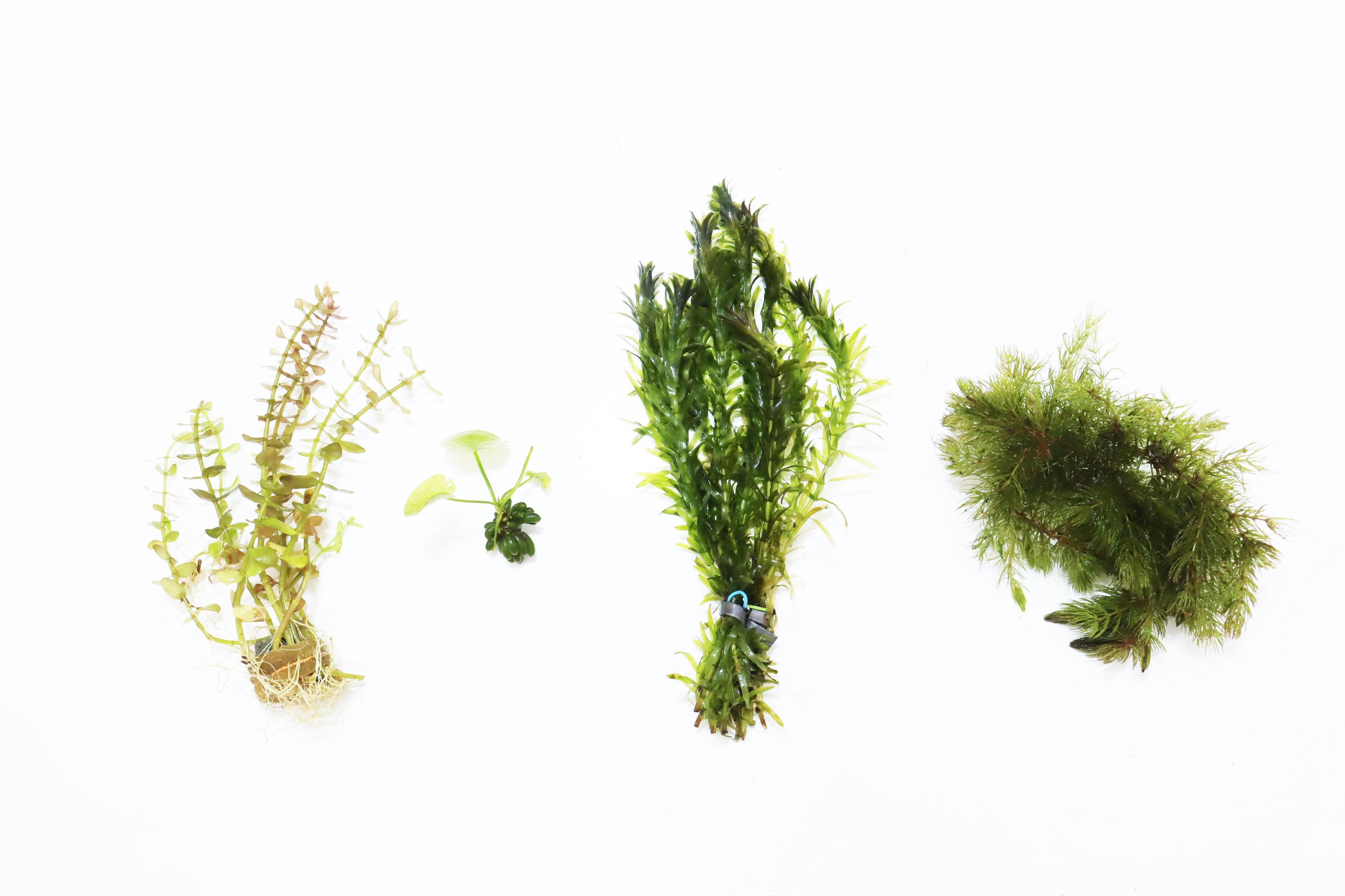 Hardy Live Aquarium Plant Combo product image 1