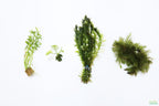 Hardy Live Aquarium Plant Combo product image 2