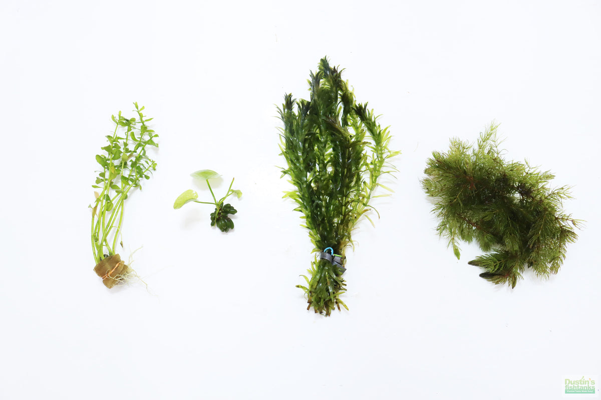 Hardy Live Aquarium Plant Combo product image 2
