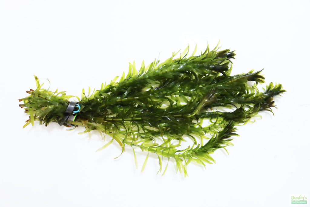 Hardy Live Aquarium Plant Combo product image 3