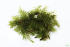 Hardy Live Aquarium Plant Combo product image 4