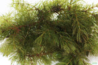 Hardy Live Aquarium Plant Combo product image 5
