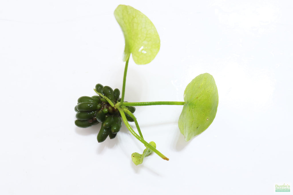 Hardy Live Aquarium Plant Combo product image 6