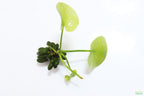 Hardy Live Aquarium Plant Combo product image 6