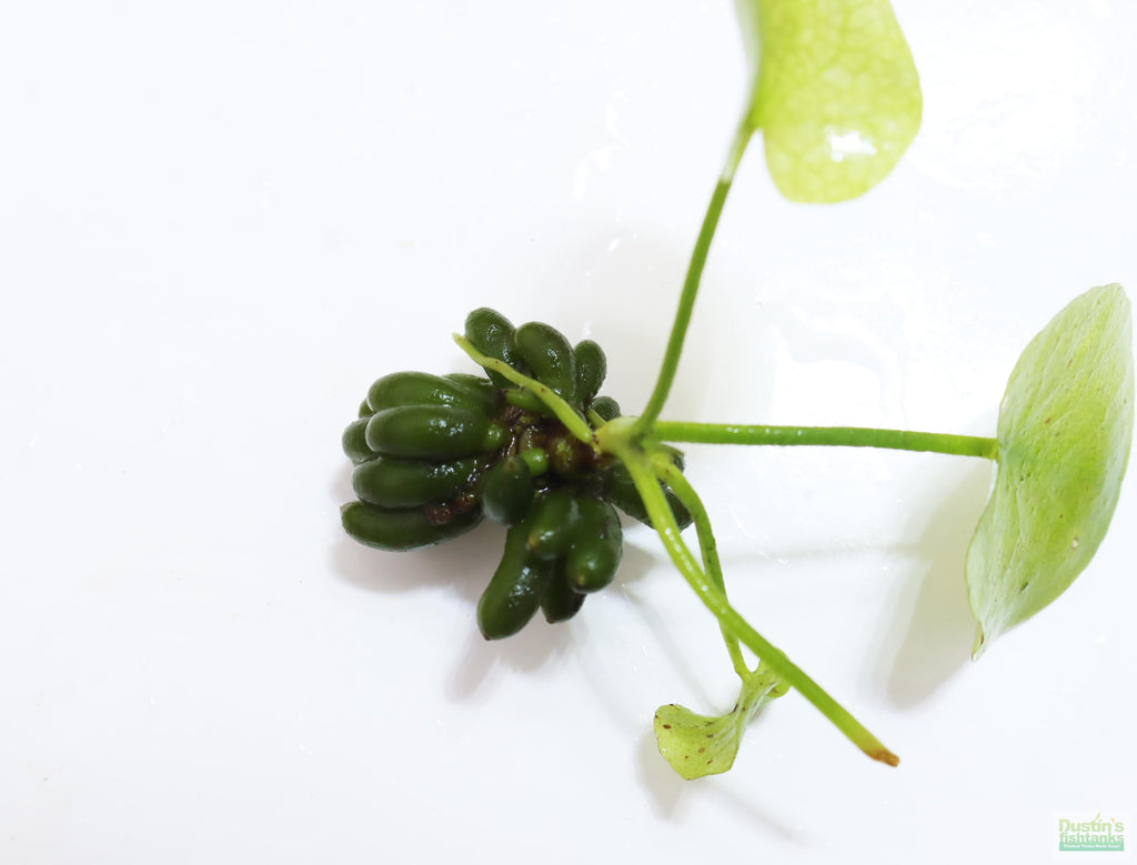 Hardy Live Aquarium Plant Combo product image 7
