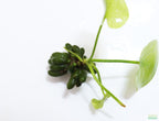 Hardy Live Aquarium Plant Combo product image 7