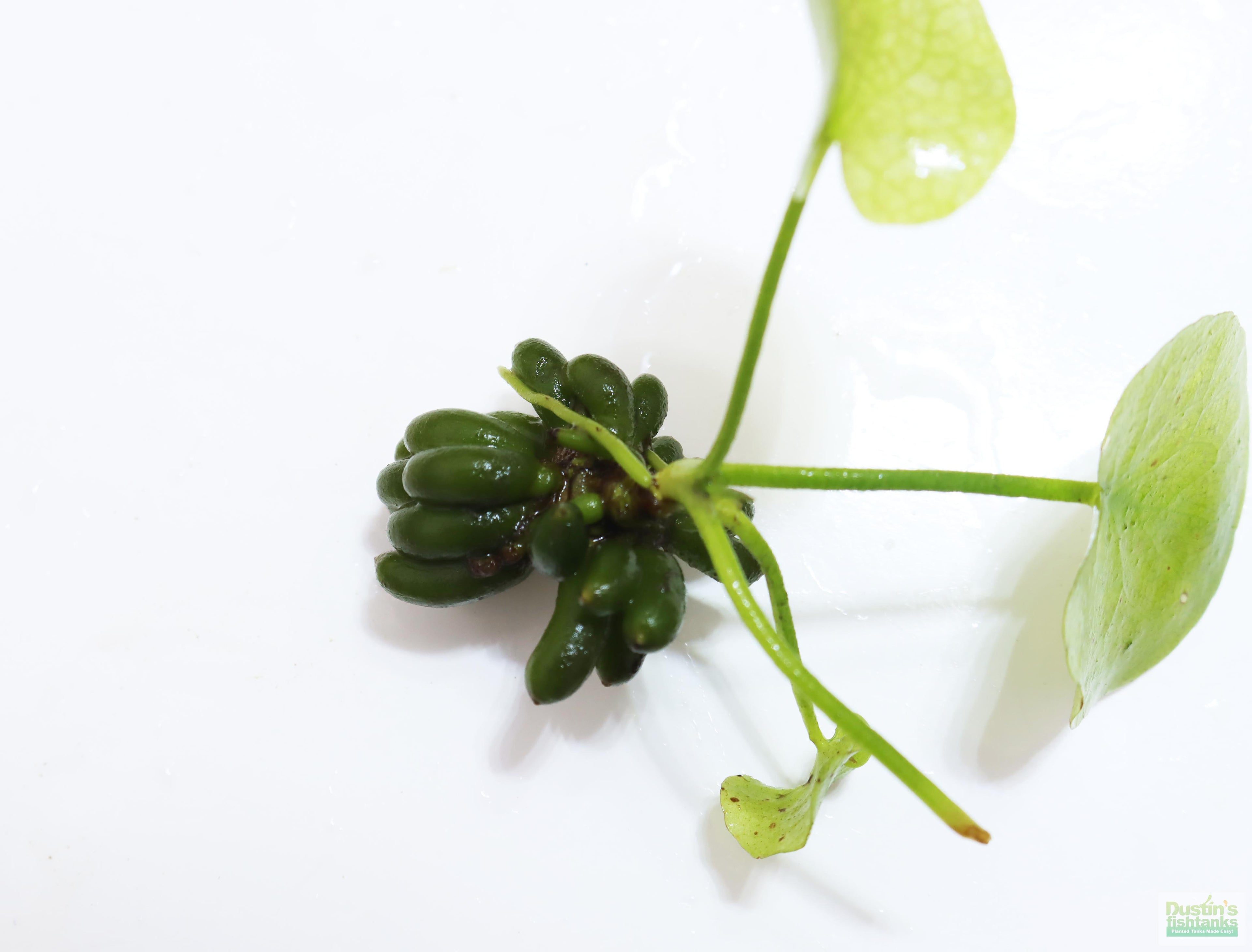 Hardy Live Aquarium Plant Combo product image 7