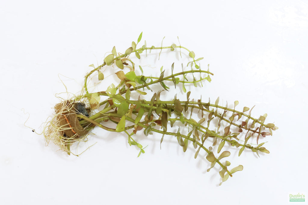 Hardy Live Aquarium Plant Combo product image 8