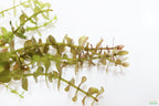 Hardy Live Aquarium Plant Combo product image 9