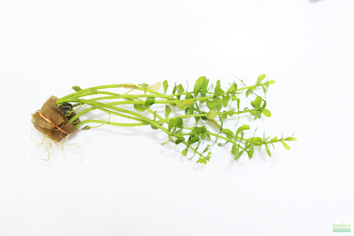Hardy Live Aquarium Plant Combo product image 10