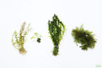 Hardy Live Aquarium Plant Combo product image 11