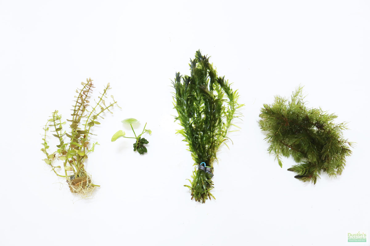 Hardy Live Aquarium Plant Combo product image 11