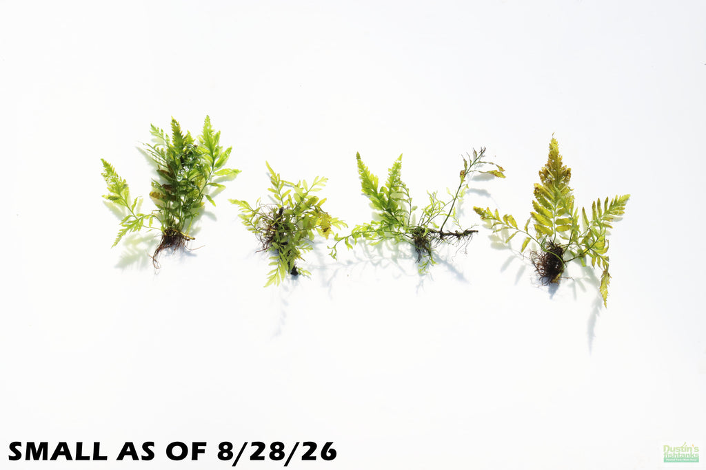 Bolbitis_Heudelotii_African Water Fern_aquarium_plant_for_sale