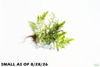 Bolbitis_Heudelotii_African Water Fern_aquarium_plant_for_sale