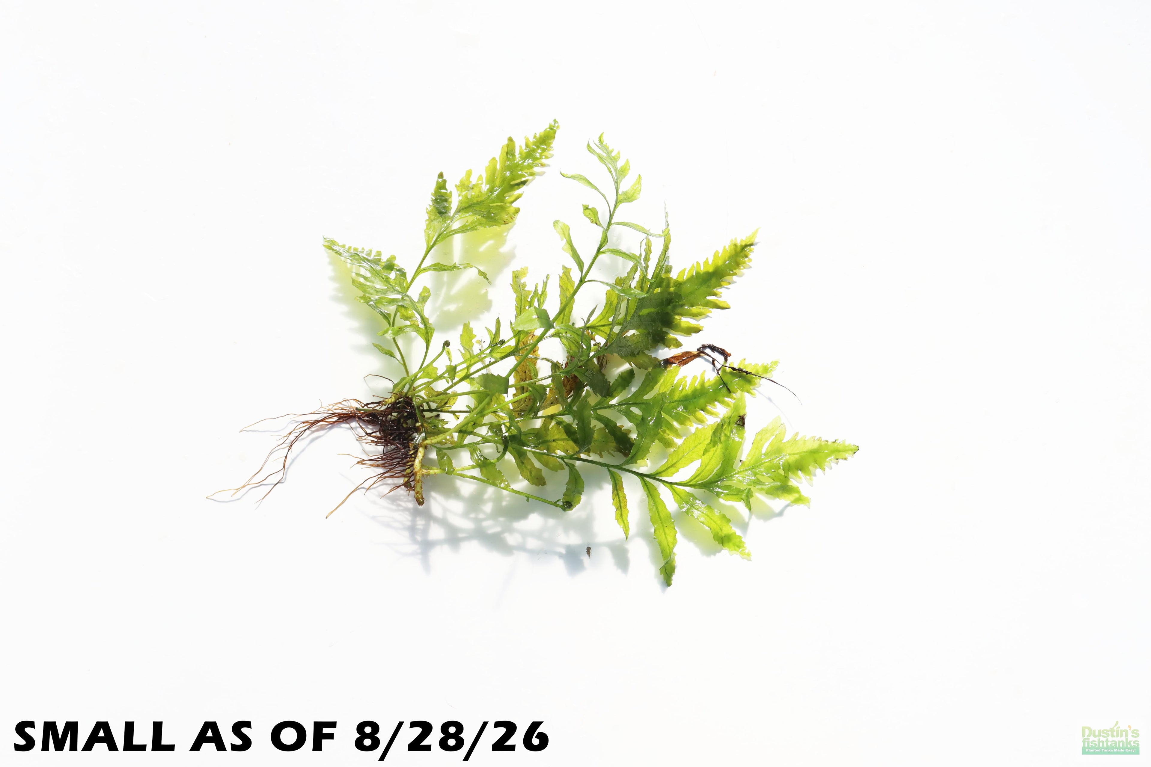 Bolbitis_Heudelotii_African Water Fern_aquarium_plant_for_sale