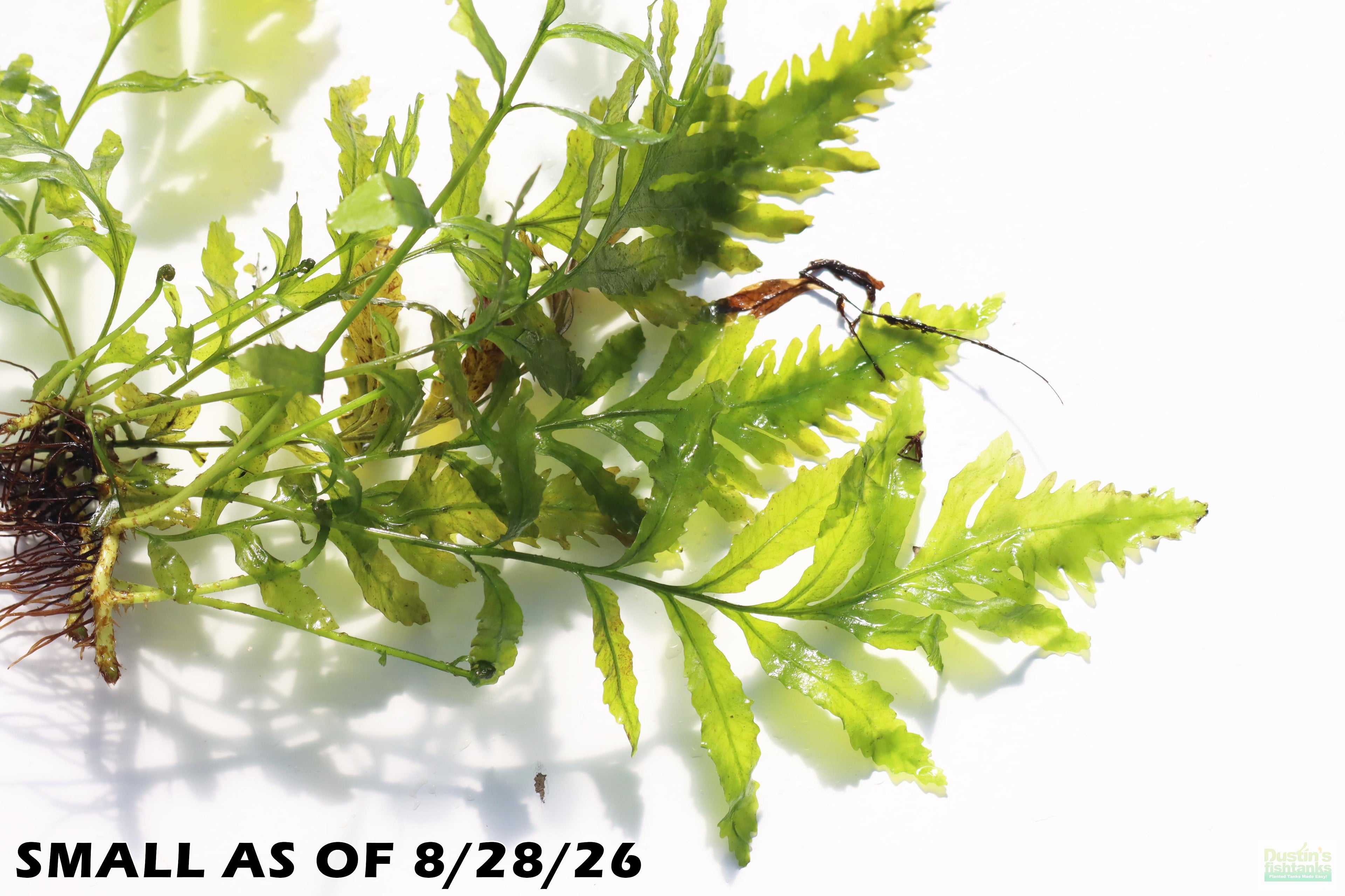 Bolbitis_Heudelotii_African Water Fern_aquarium_plant_for_sale