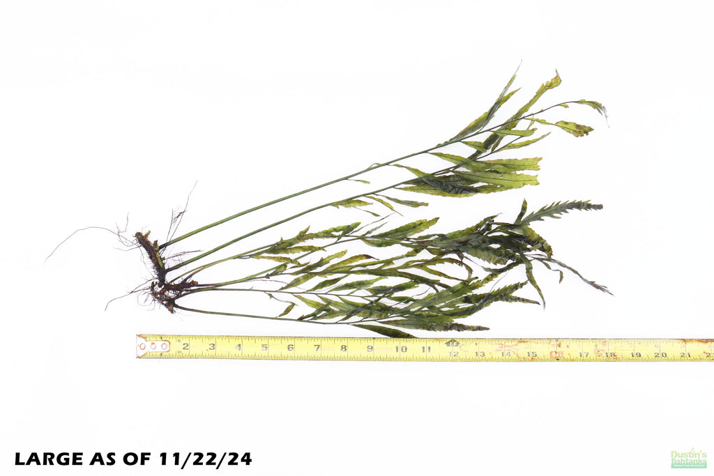 Bolbitis_Heudelotii_African Water Fern_aquarium_plant_for_sale