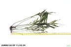 Bolbitis_Heudelotii_African Water Fern_aquarium_plant_for_sale