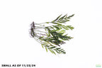 Bolbitis_Heudelotii_African Water Fern_aquarium_plant_for_sale