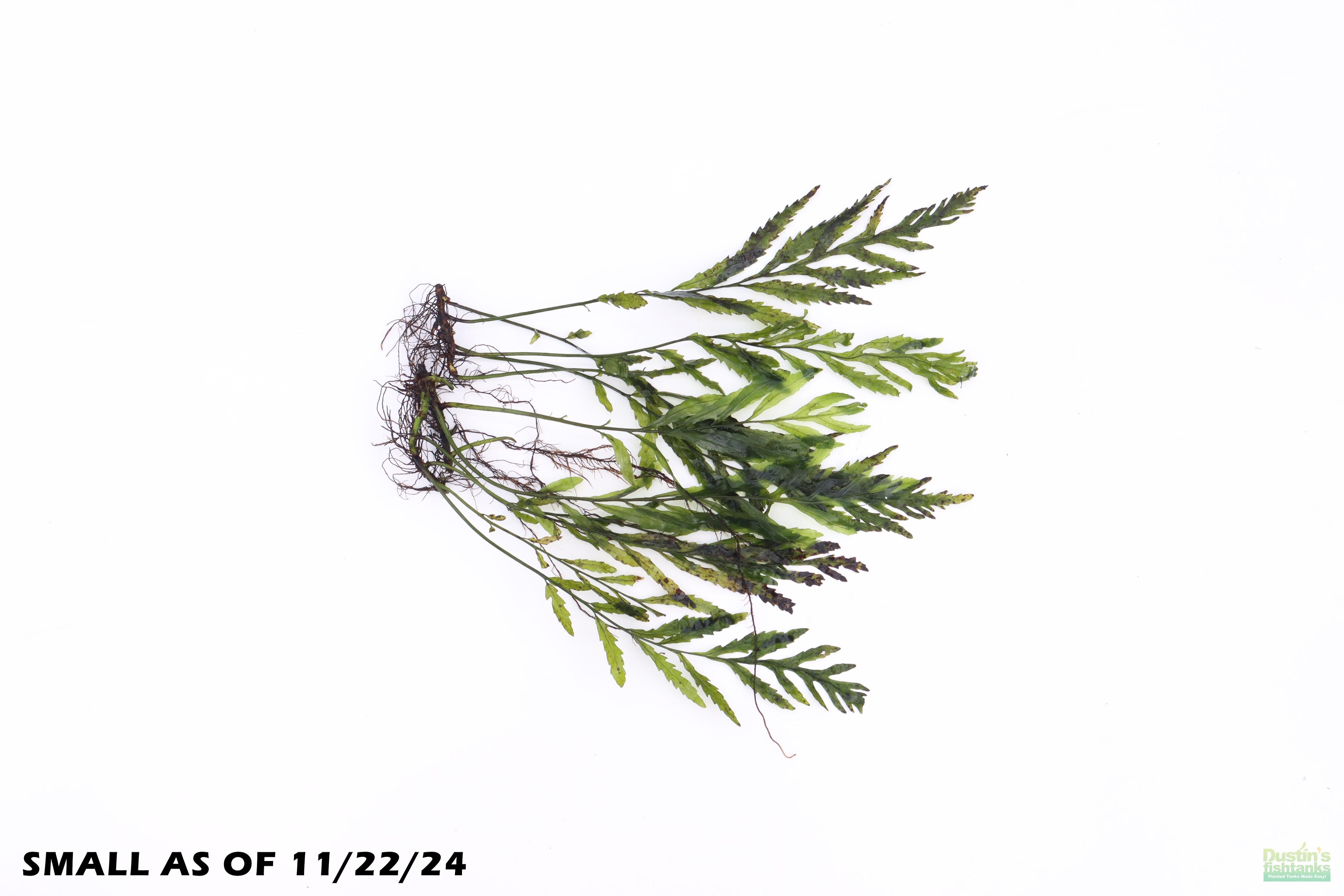 Bolbitis_Heudelotii_African Water Fern_aquarium_plant_for_sale