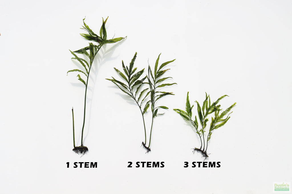 Bolbitis_Heudelotii_African Water Fern_aquarium_plant_for_sale