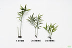 Bolbitis_Heudelotii_African Water Fern_aquarium_plant_for_sale