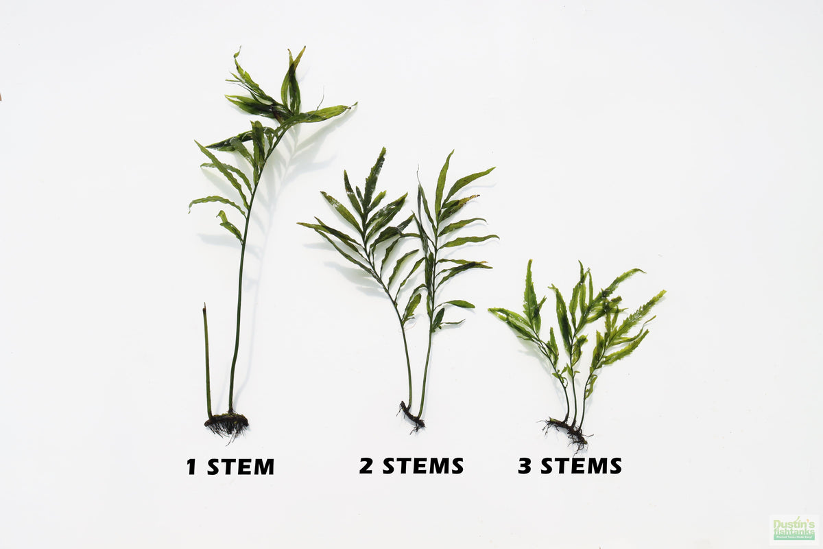 Bolbitis_Heudelotii_African Water Fern_aquarium_plant_for_sale