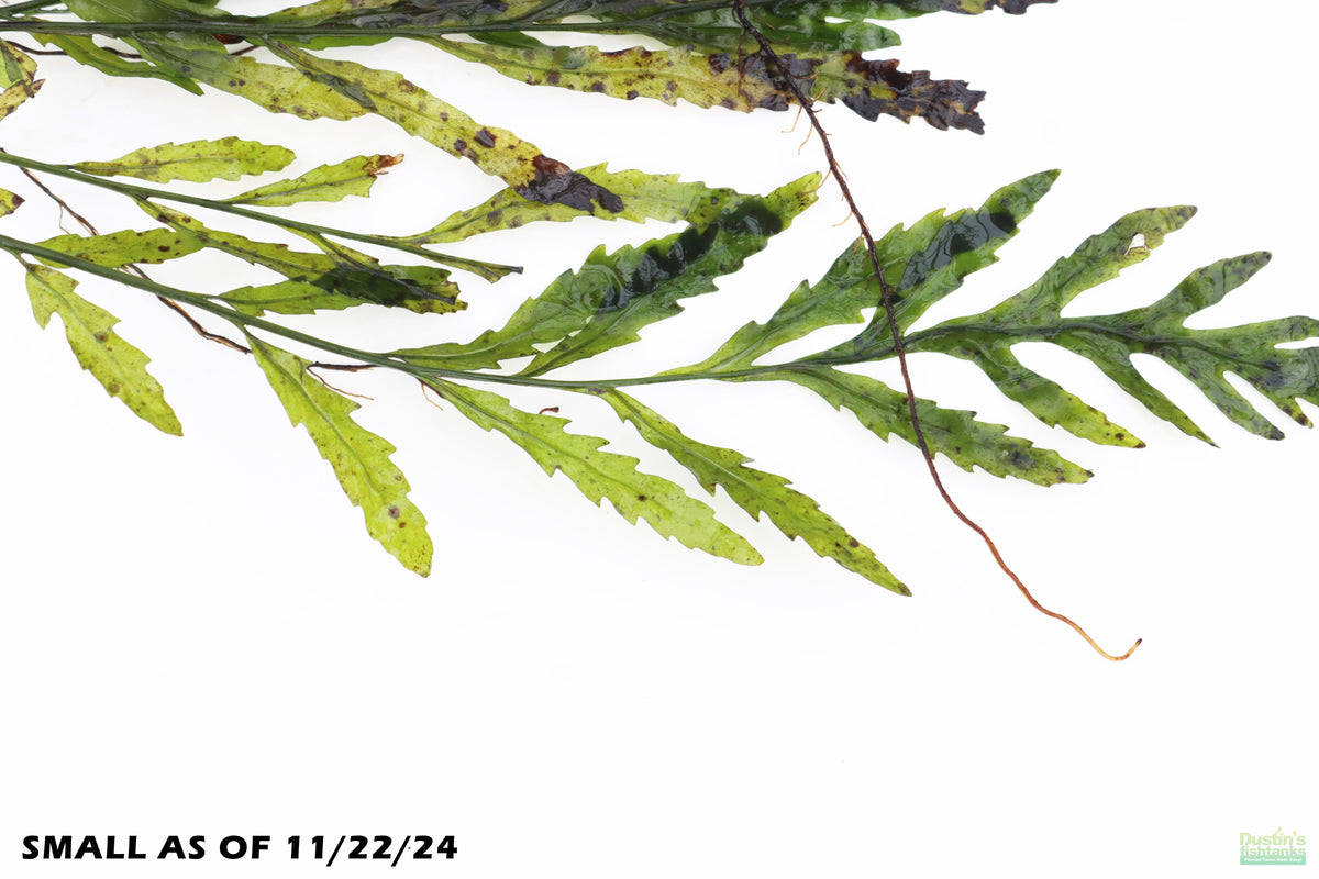 Bolbitis_Heudelotii_African Water Fern_aquarium_plant_for_sale