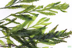 Bolbitis_Heudelotii_African Water Fern_aquarium_plant_for_sale