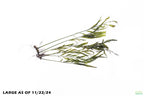 Bolbitis_Heudelotii_African Water Fern_aquarium_plant_for_sale