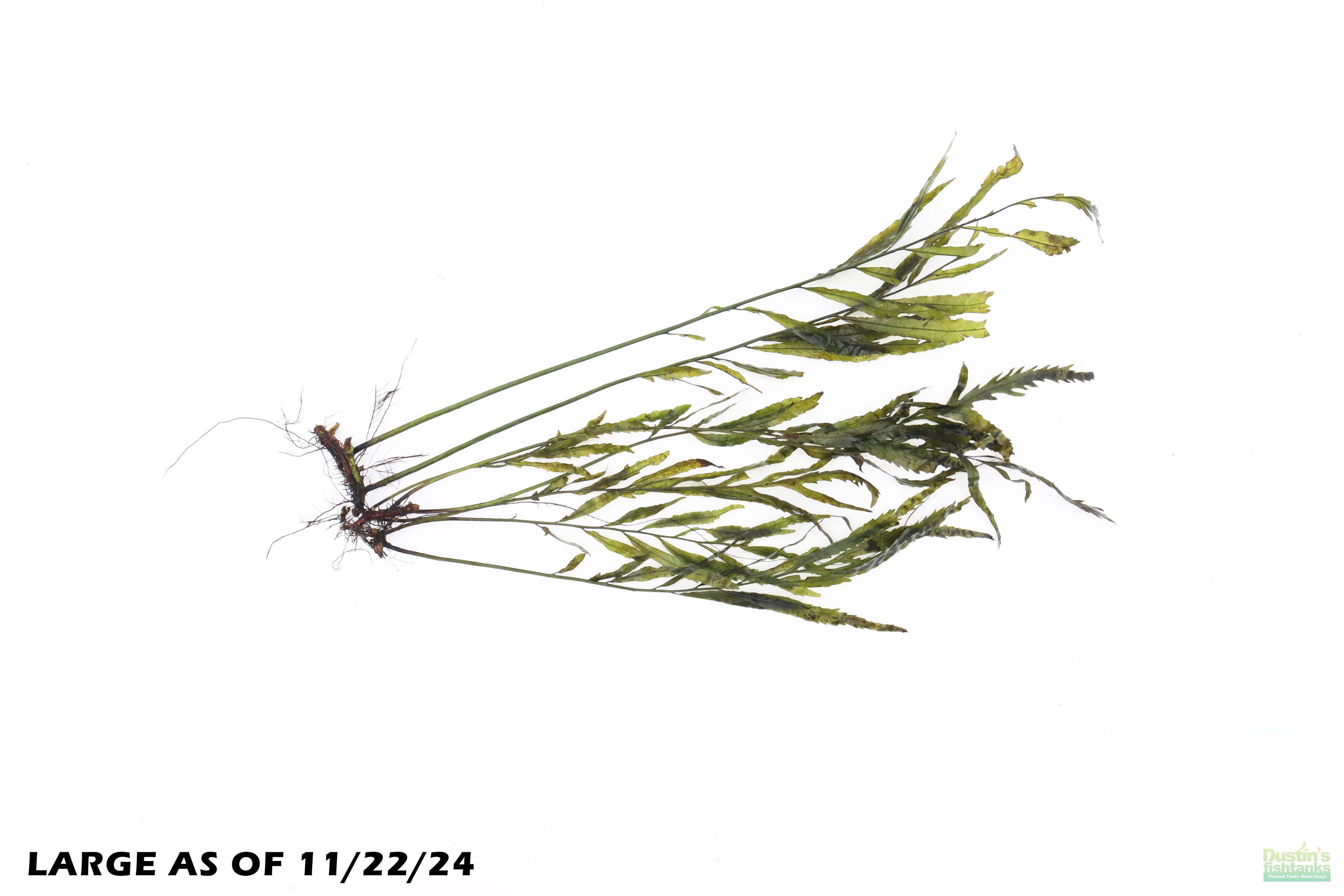 Bolbitis_Heudelotii_African Water Fern_aquarium_plant_for_sale