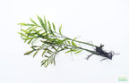 Bolbitis_Heudelotii_African Water Fern_aquarium_plant_for_sale