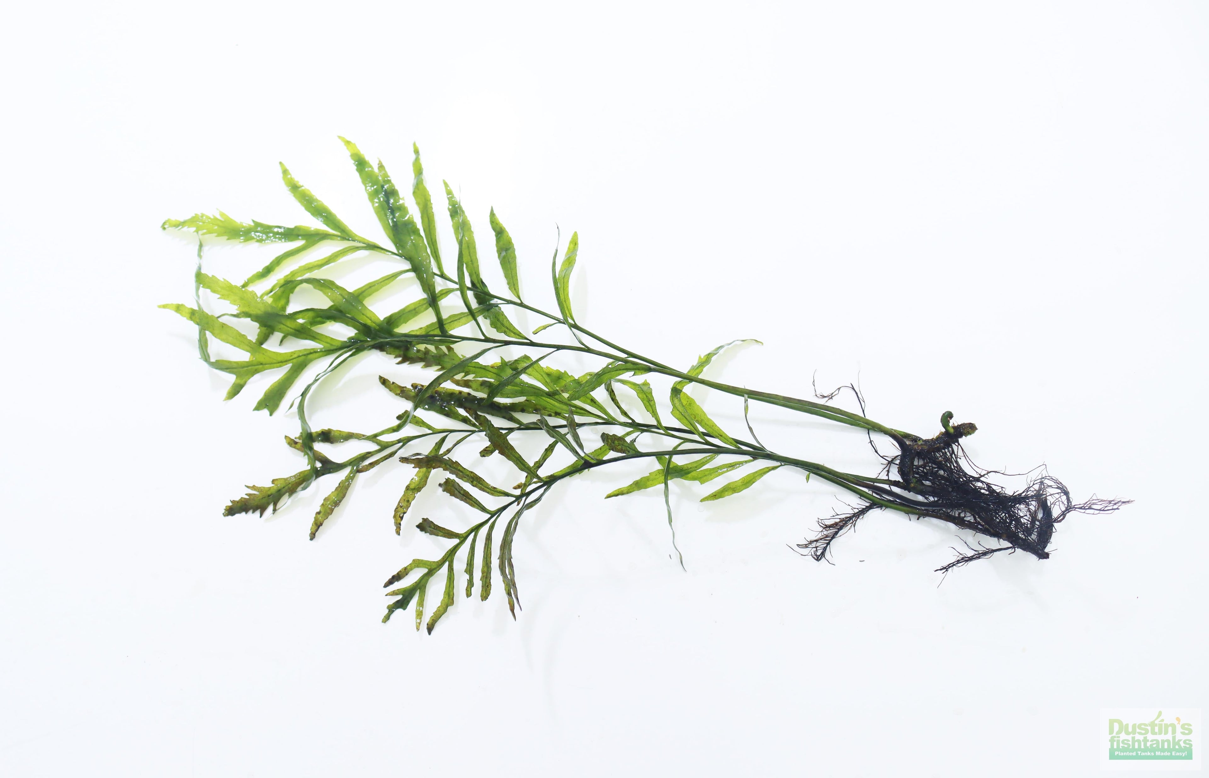 Bolbitis_Heudelotii_African Water Fern_aquarium_plant_for_sale