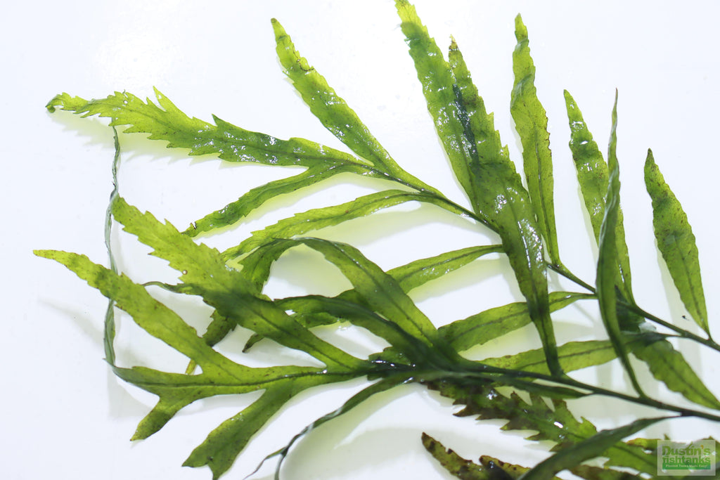 Bolbitis_Heudelotii_African Water Fern_aquarium_plant_for_sale