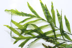 Bolbitis_Heudelotii_African Water Fern_aquarium_plant_for_sale