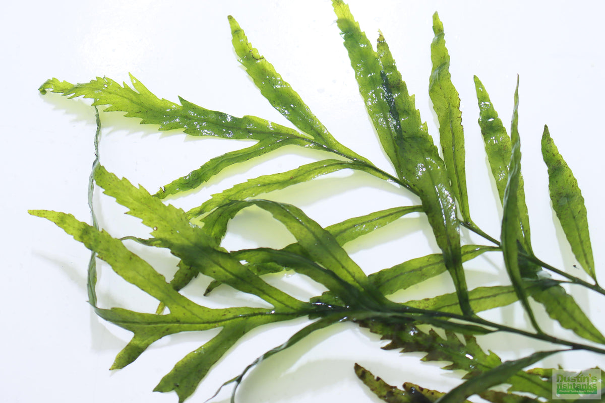 Bolbitis_Heudelotii_African Water Fern_aquarium_plant_for_sale