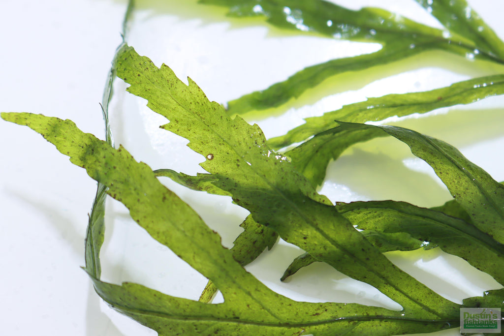 Bolbitis_Heudelotii_African Water Fern_aquarium_plant_for_sale