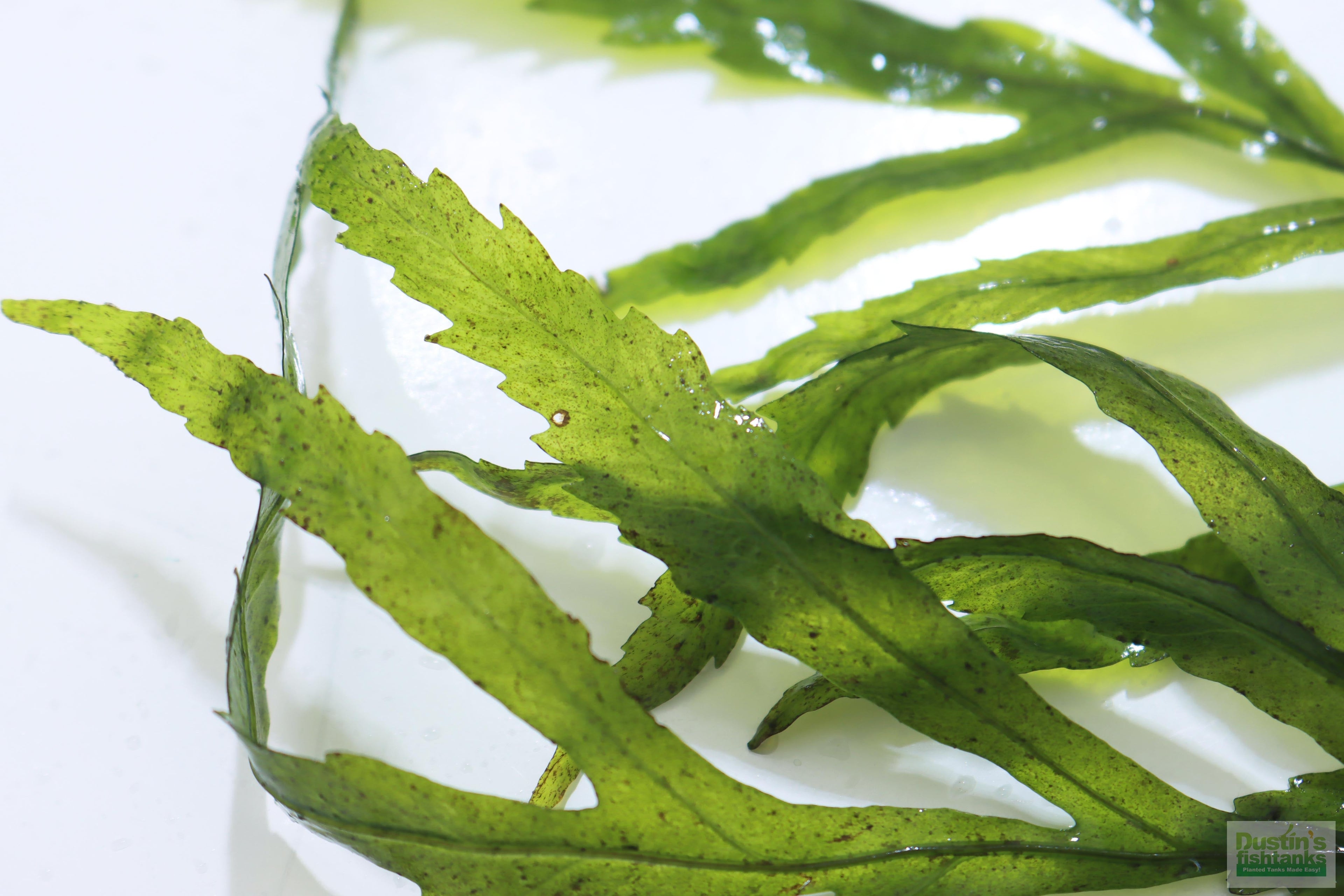 Bolbitis_Heudelotii_African Water Fern_aquarium_plant_for_sale