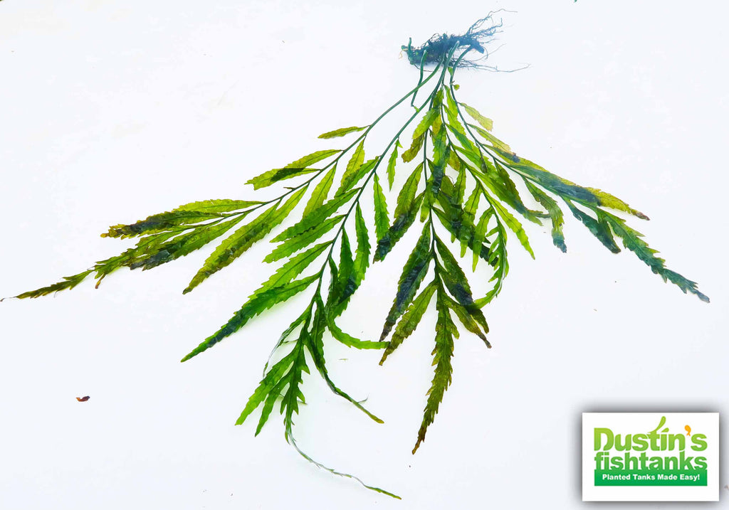 Bolbitis_Heudelotii_African Water Fern_aquarium_plant_for_sale
