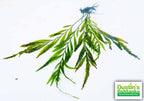 Bolbitis_Heudelotii_African Water Fern_aquarium_plant_for_sale