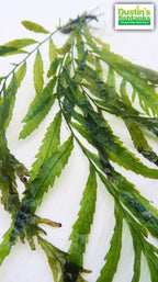 Bolbitis_Heudelotii_African Water Fern_aquarium_plant_for_sale