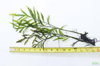 Bolbitis_Heudelotii_African Water Fern_aquarium_plant_for_sale
