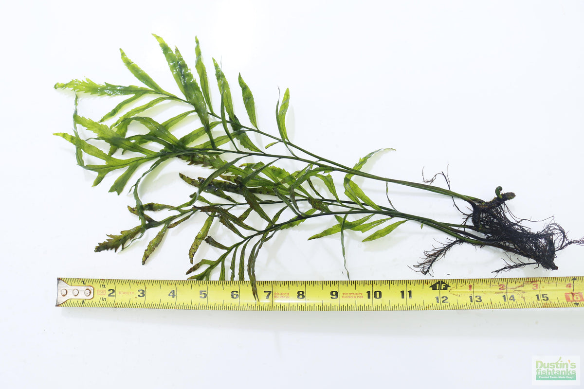 Bolbitis_Heudelotii_African Water Fern_aquarium_plant_for_sale